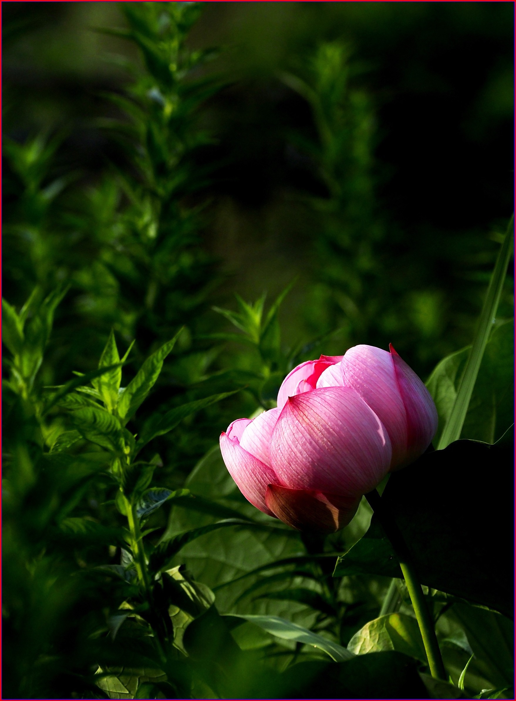 S__39108617.jpg