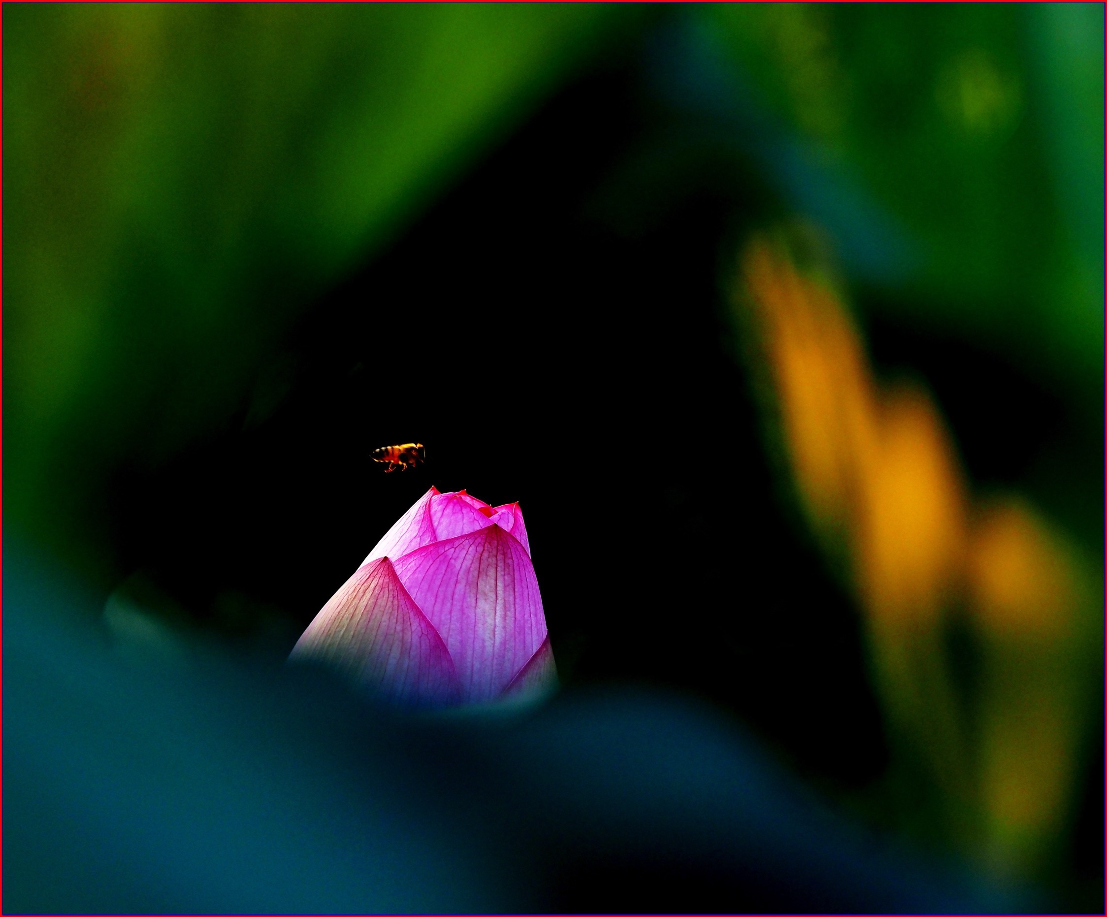 S__39108616.jpg