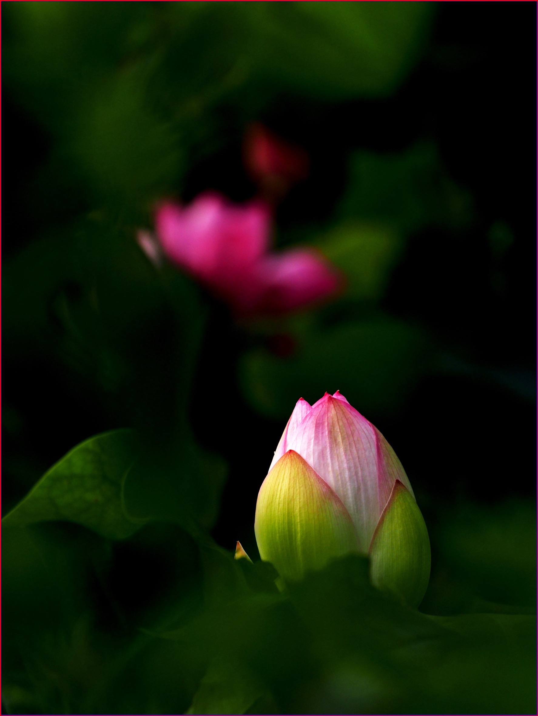 S__39157780.jpg