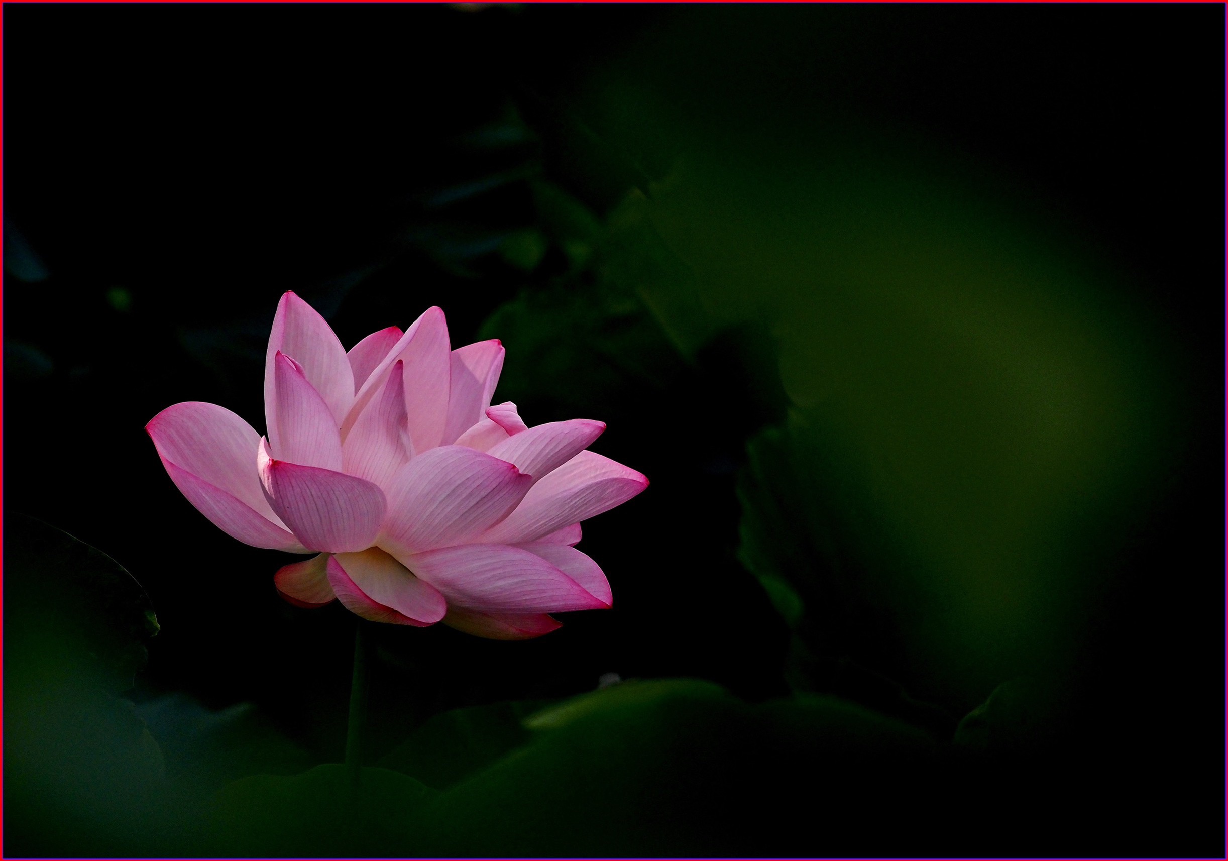 S__39157781.jpg