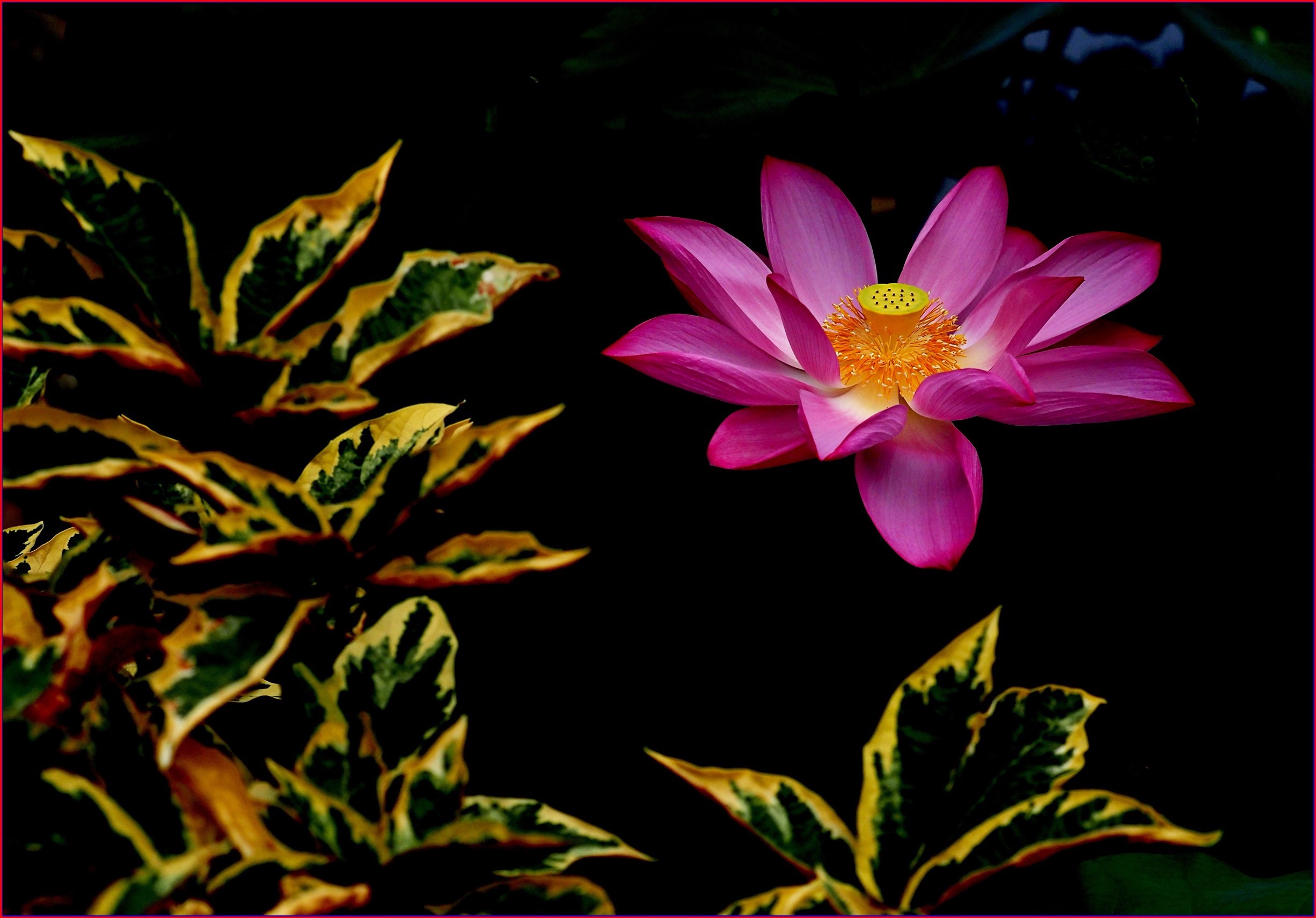 S__39157782.jpg