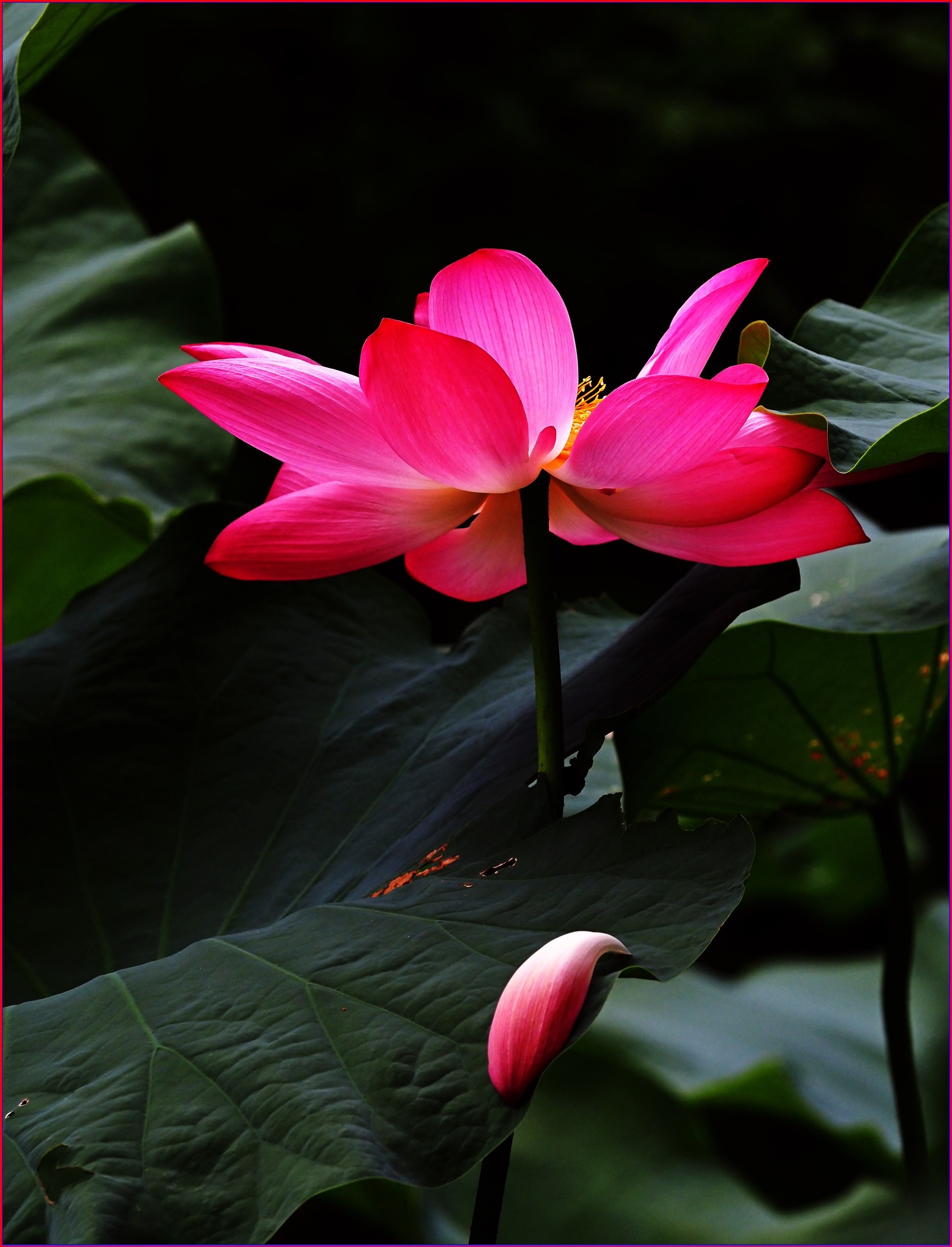 S__39223307.jpg