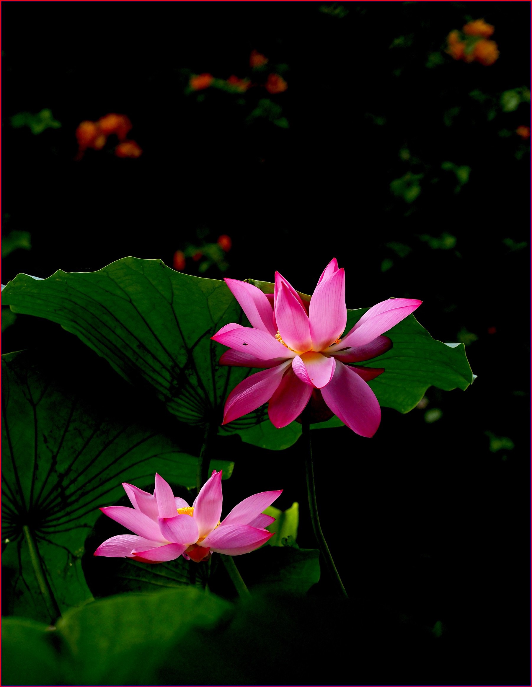 S__39223306.jpg