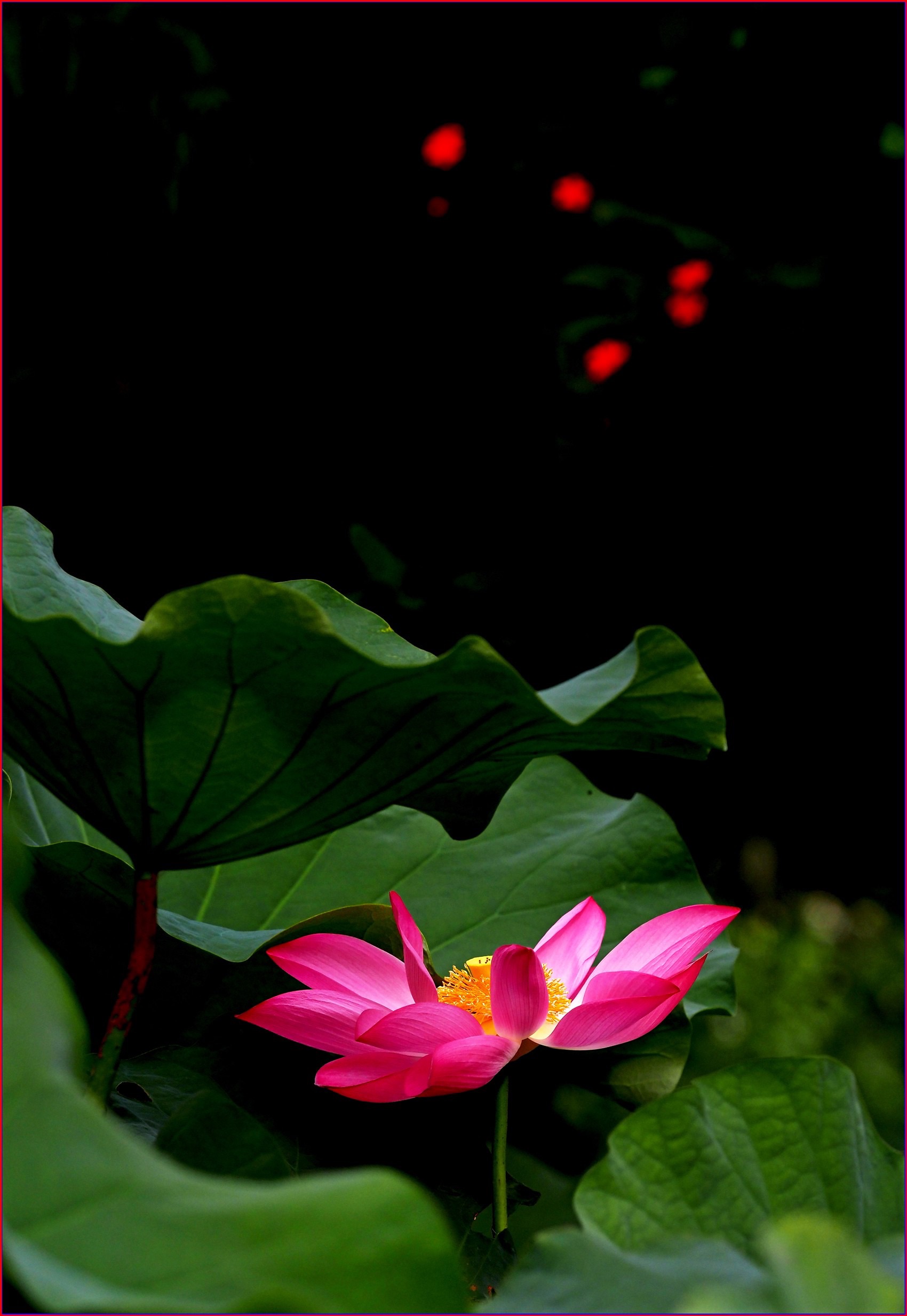 S__39223305.jpg