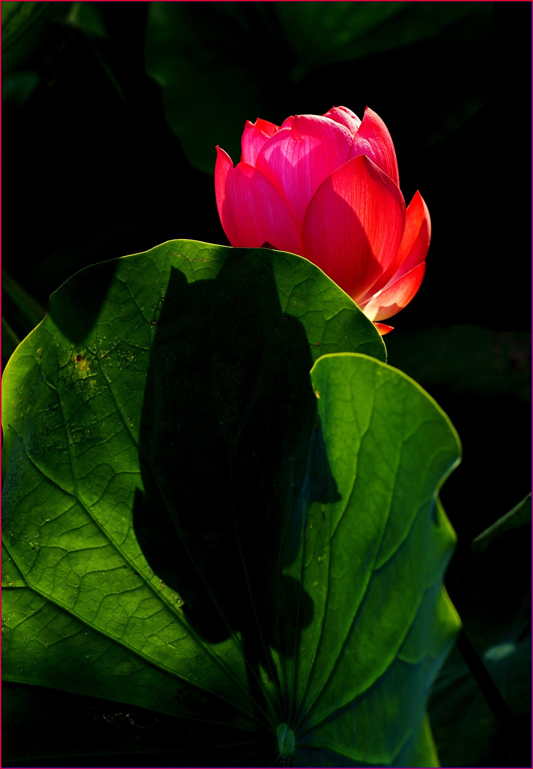 S__39321681.jpg