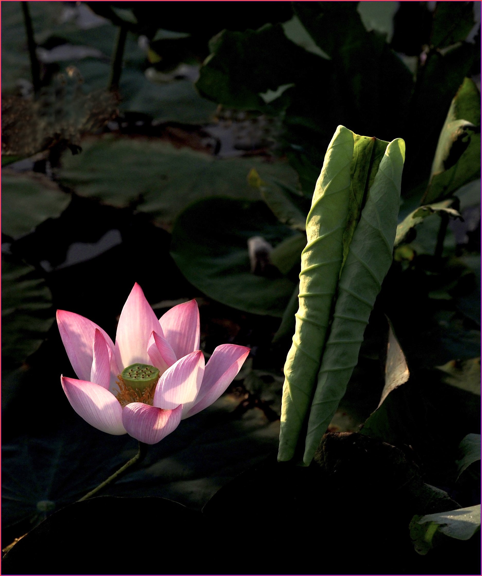 S__40001612.jpg