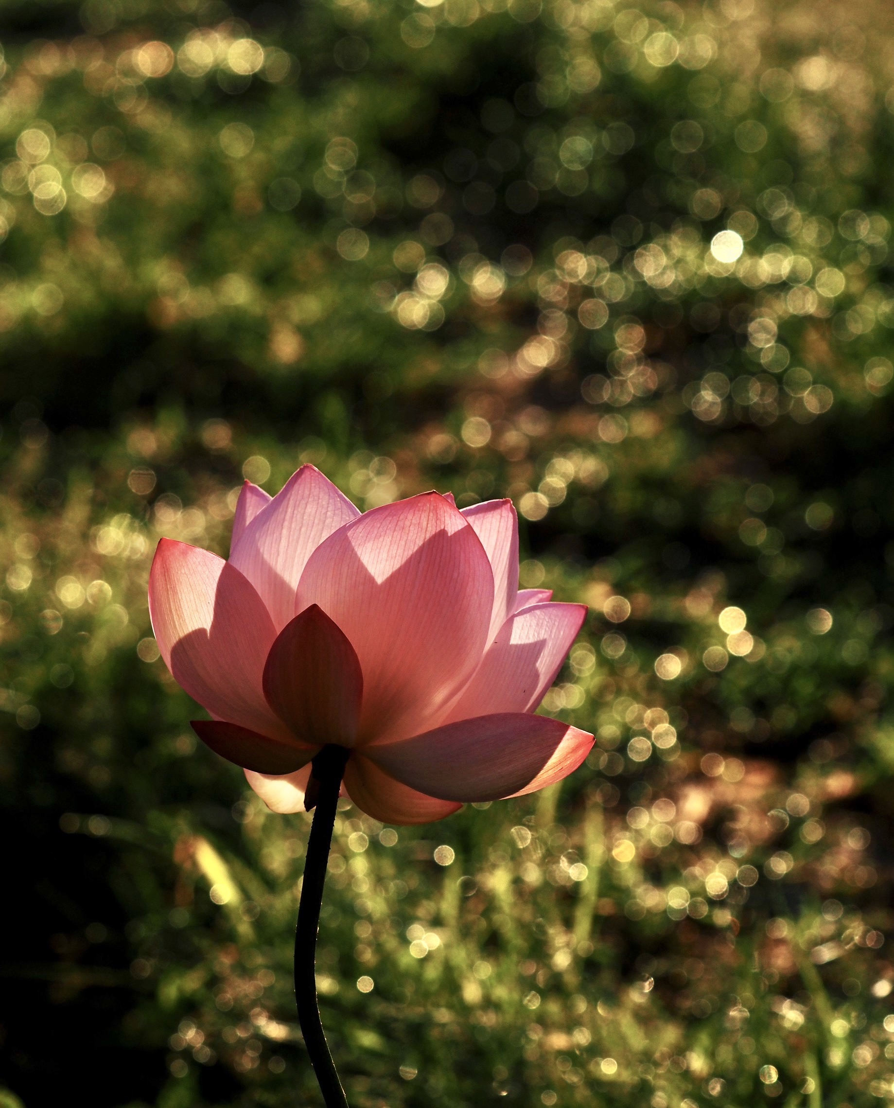 S__40067144.jpg
