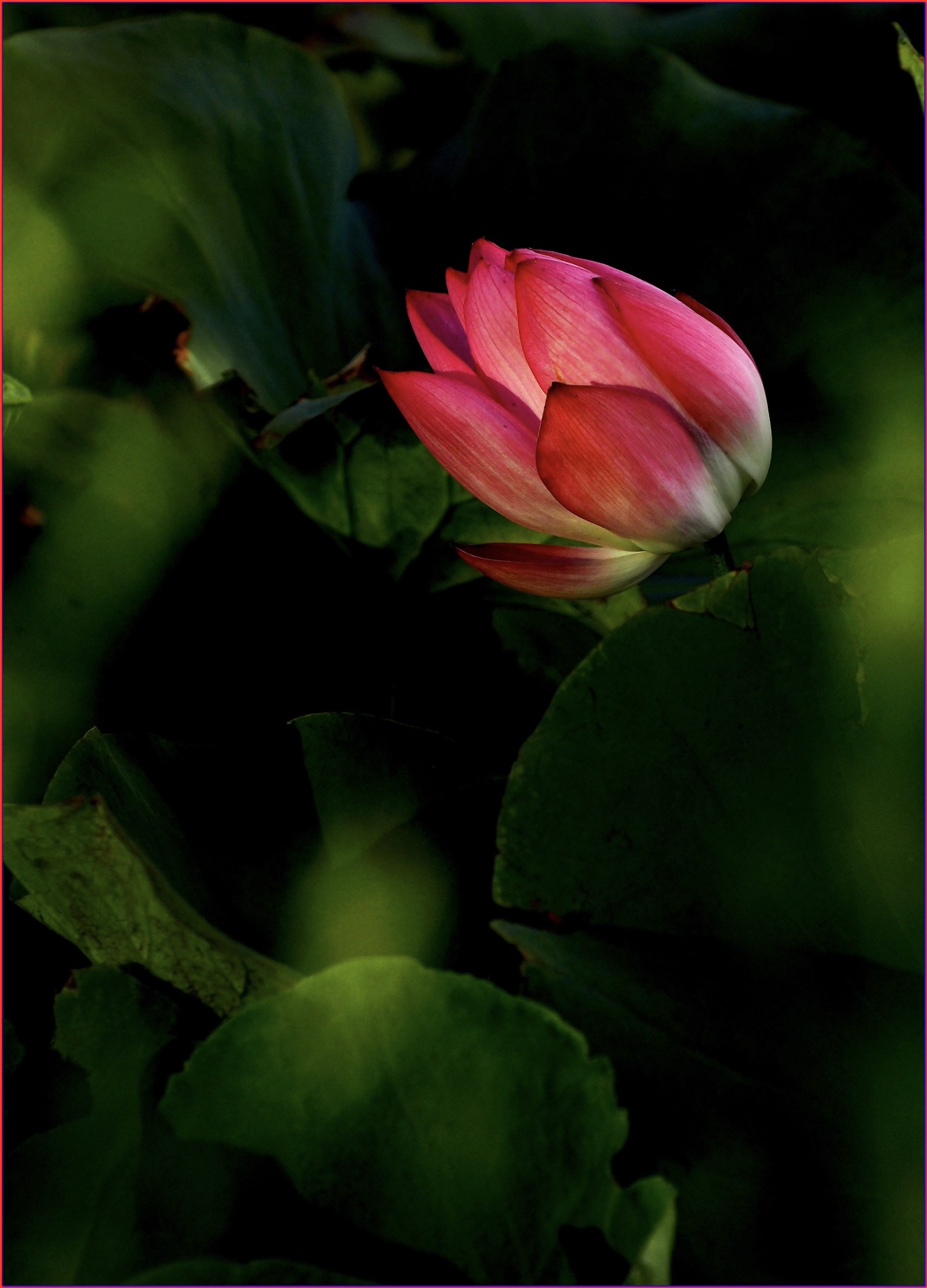 S__40099852.jpg
