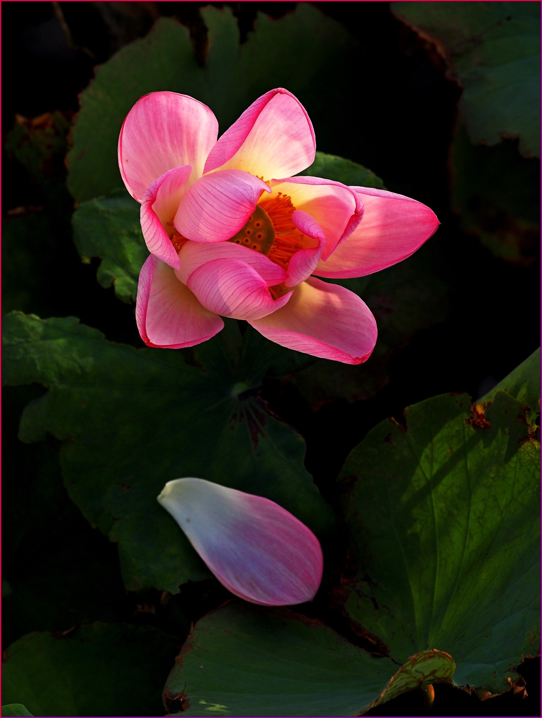 S__40099848.jpg