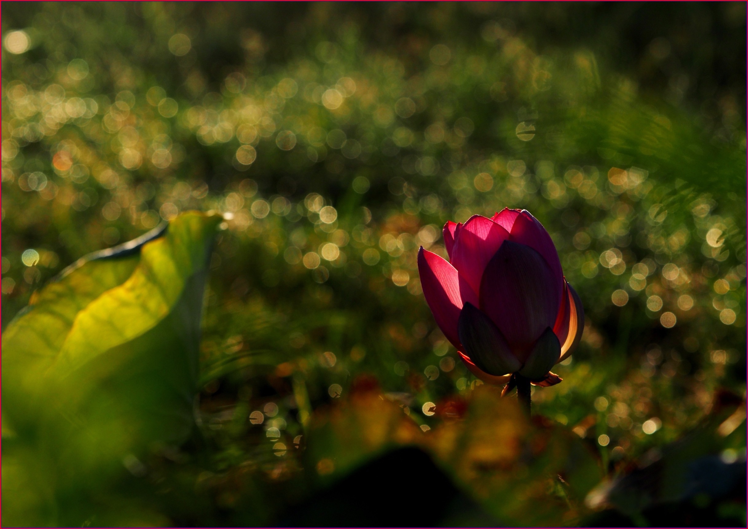 S__40230951.jpg