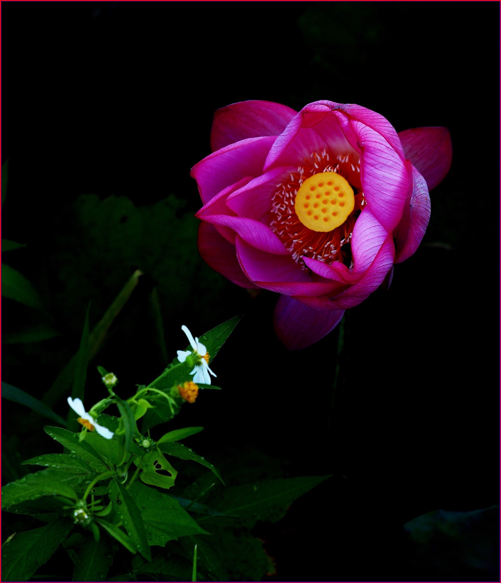 S__40230961.jpg