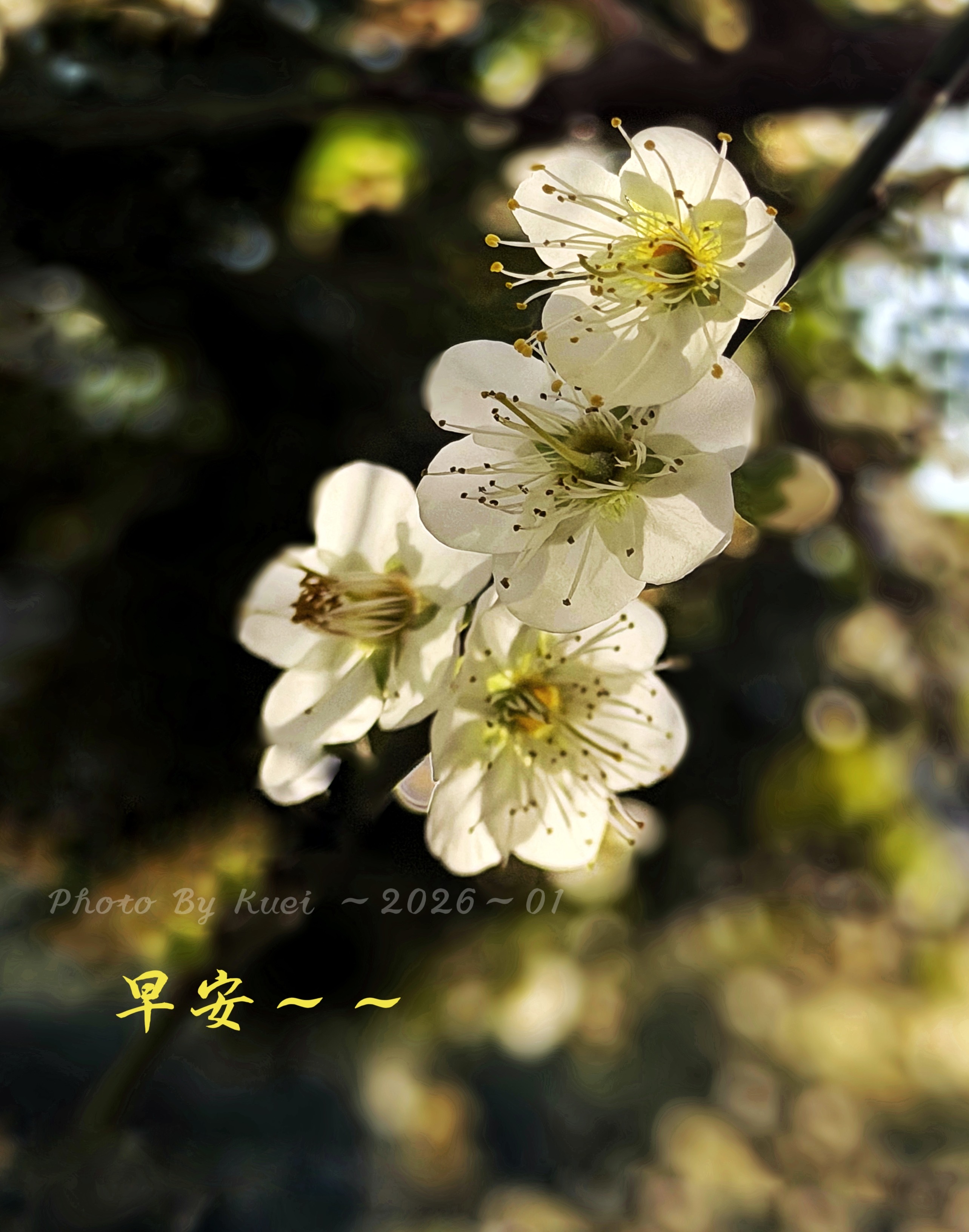 林於貴早安作品20260201.jpg
