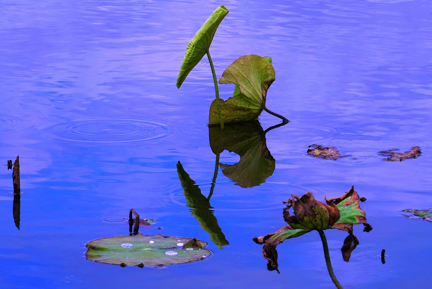 陳永鑑梅花作品20260301e.JPG