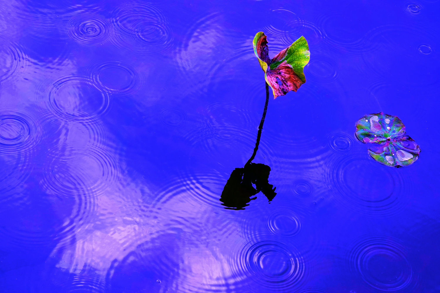 陳永鑑梅花作品20260305d.JPG