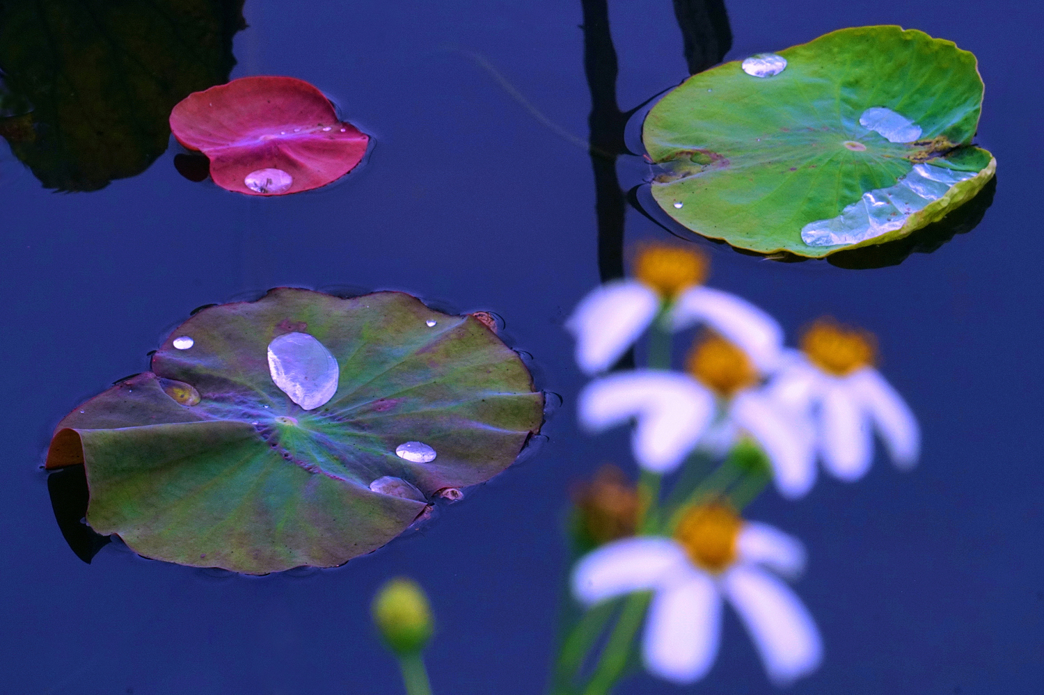 陳永鑑梅花作品20260314e.JPG