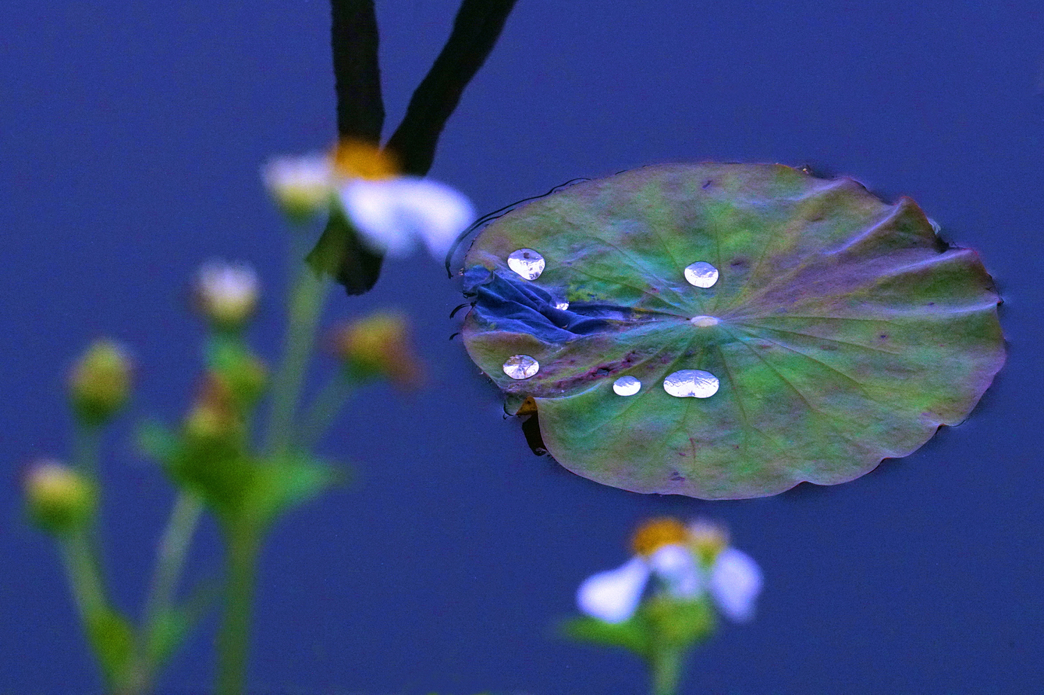 陳永鑑梅花作品20260319b.JPG