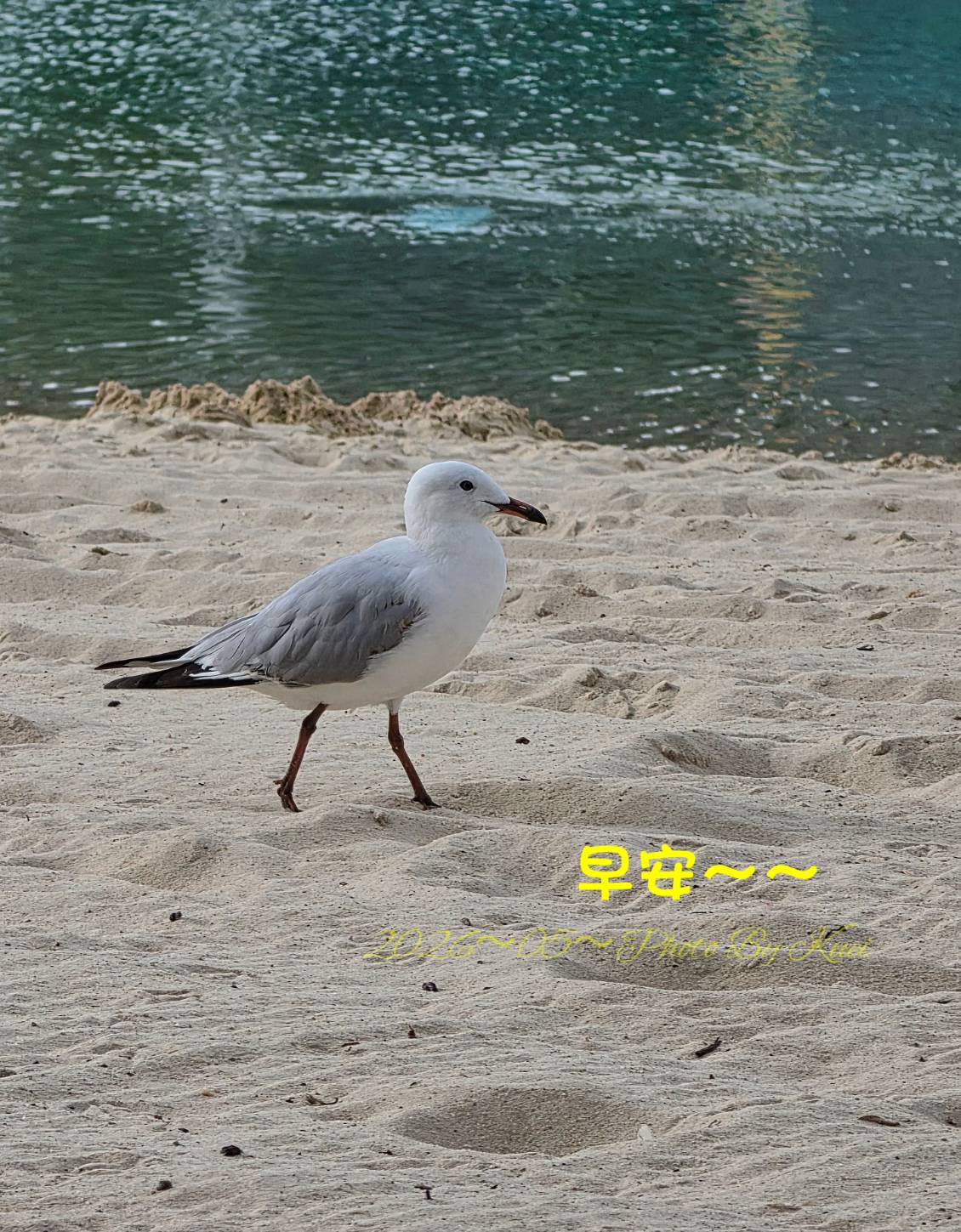 林於貴早安作品20260522.jpg
