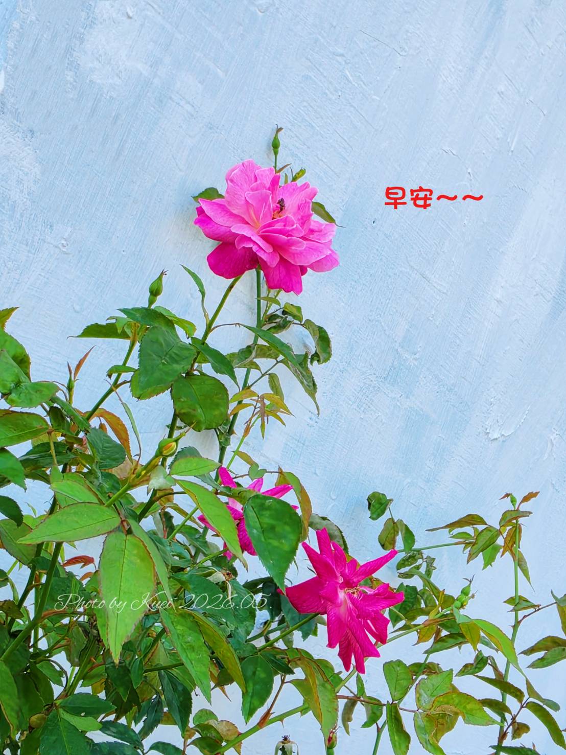 林於貴早安作品20260615.jpg