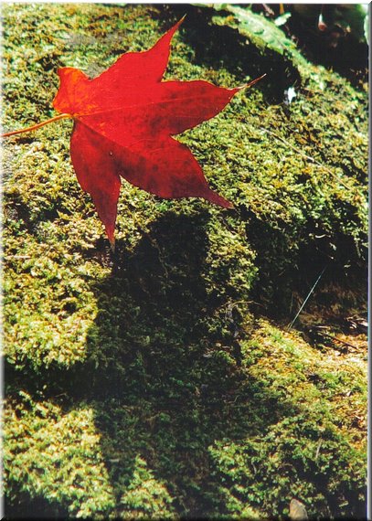 C06.jpg