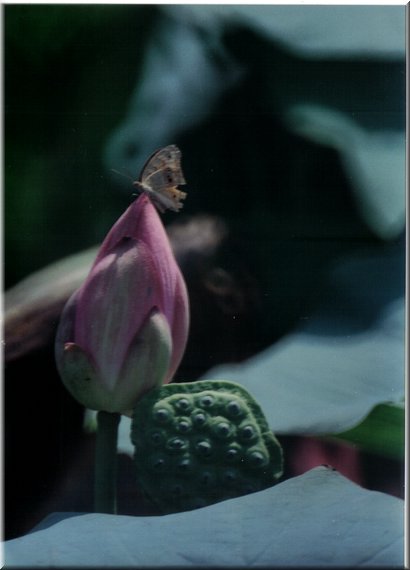 001-2.jpg