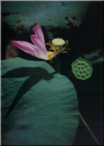 A01.jpg