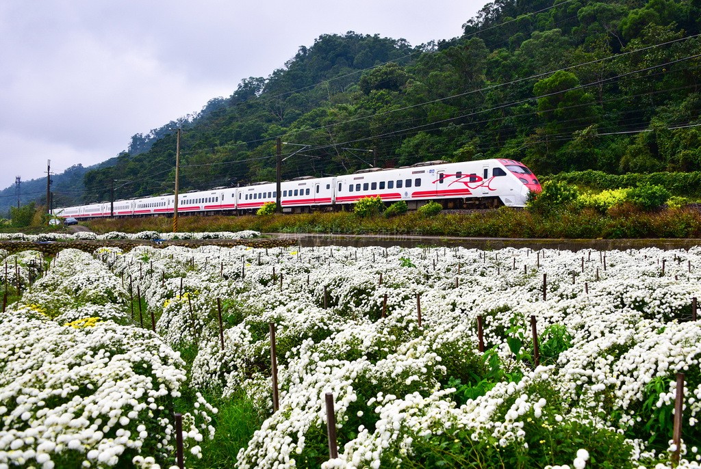 菊花火車