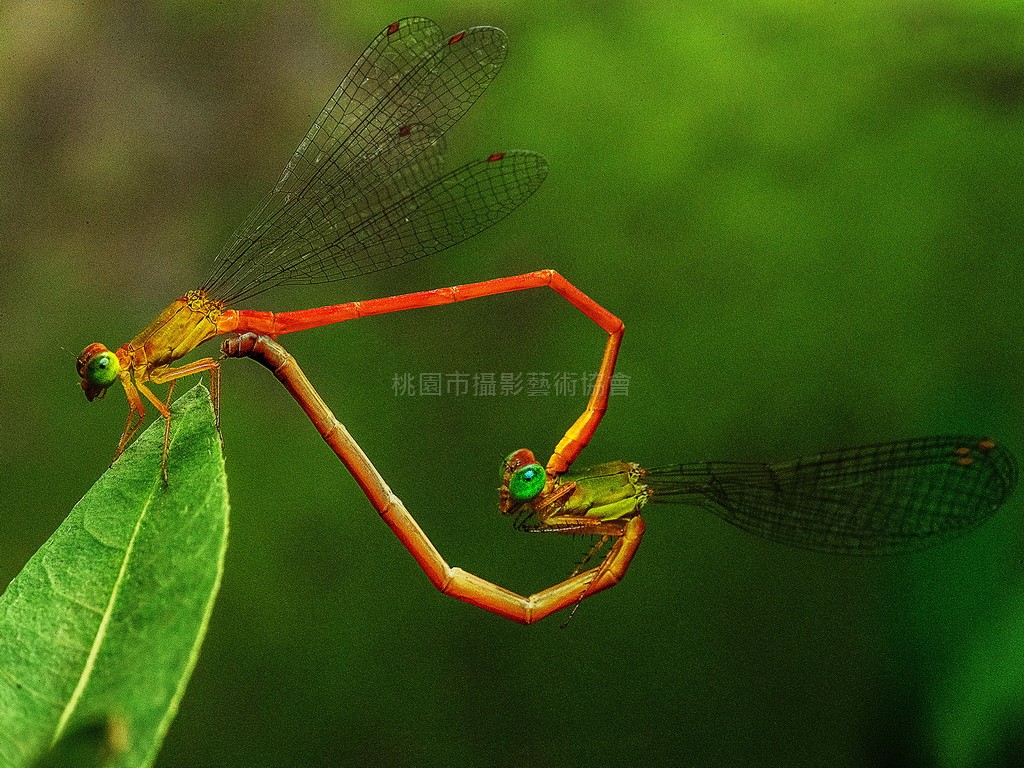 愛之心