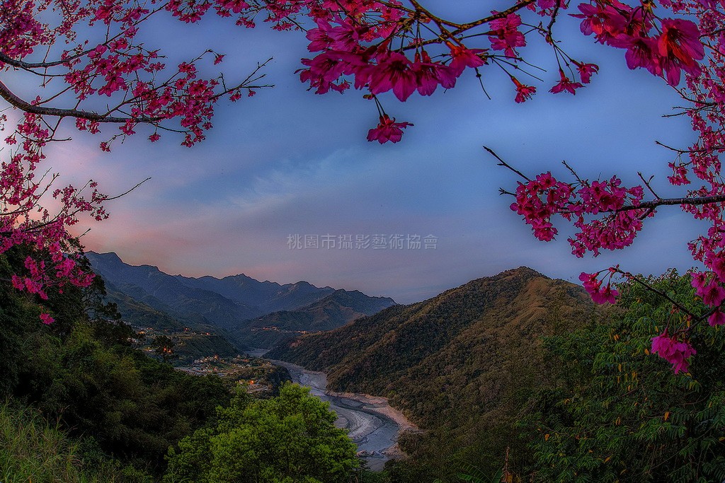 晨曦櫻花