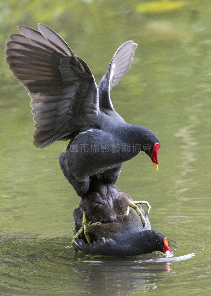 馴鳥人