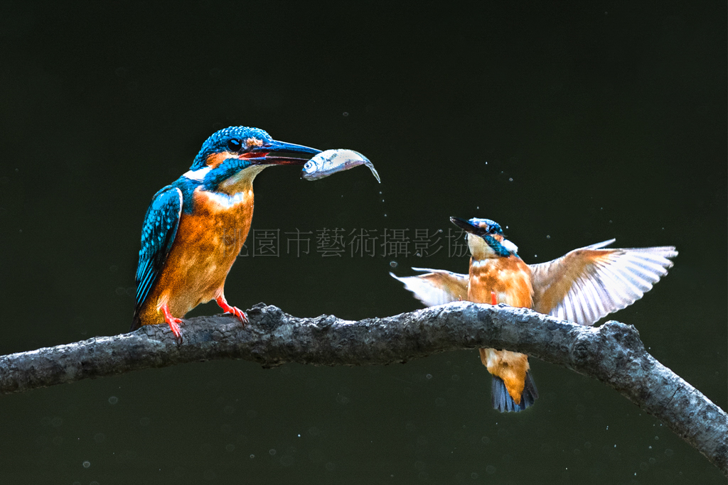 分食