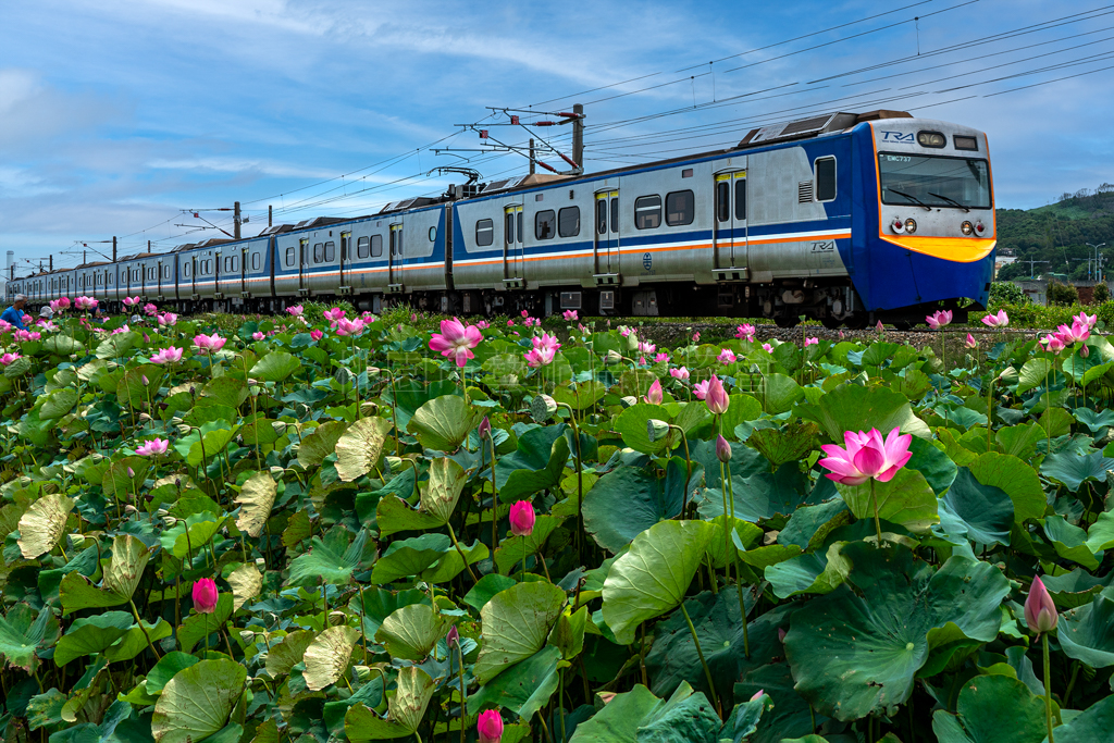 荷花火車