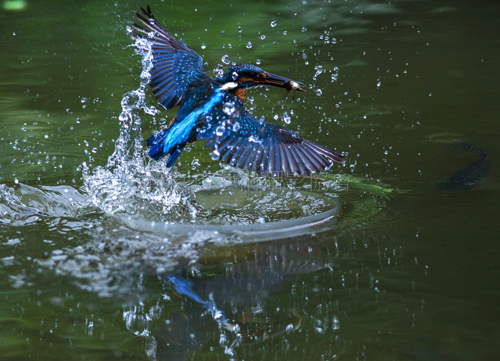 翠鳥捕魚