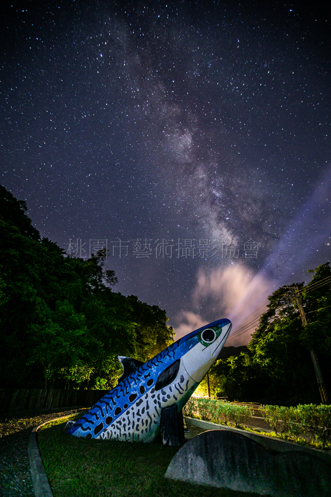 鯖魚之夜