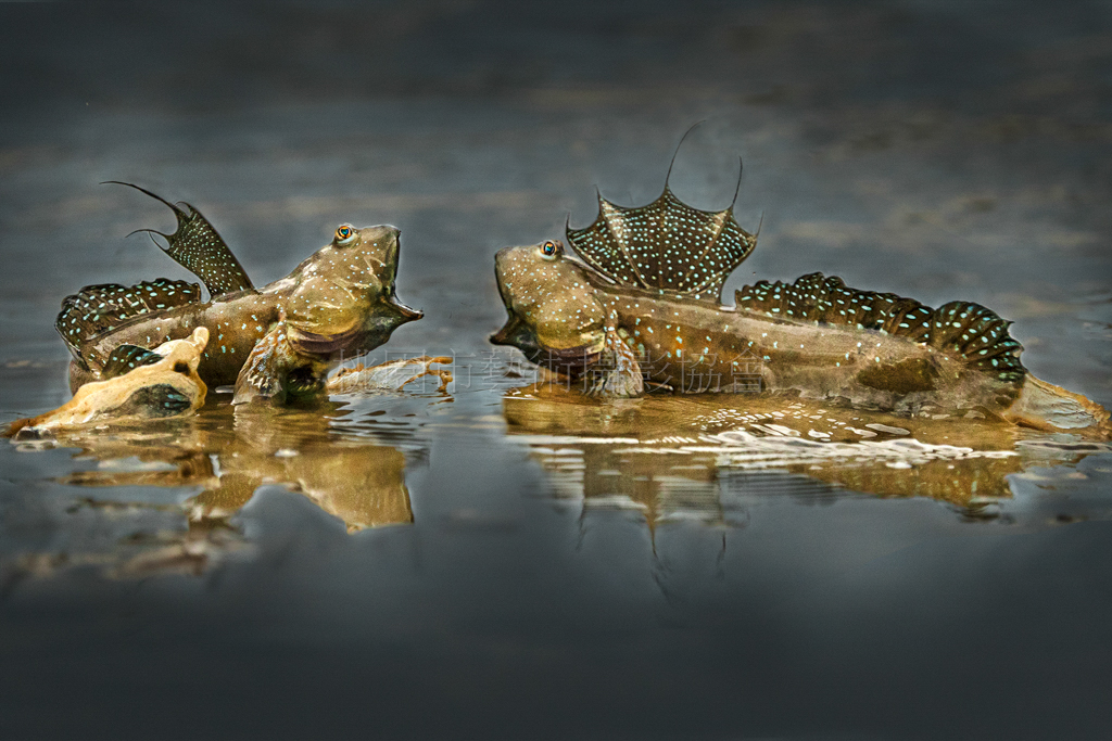 彈塗魚