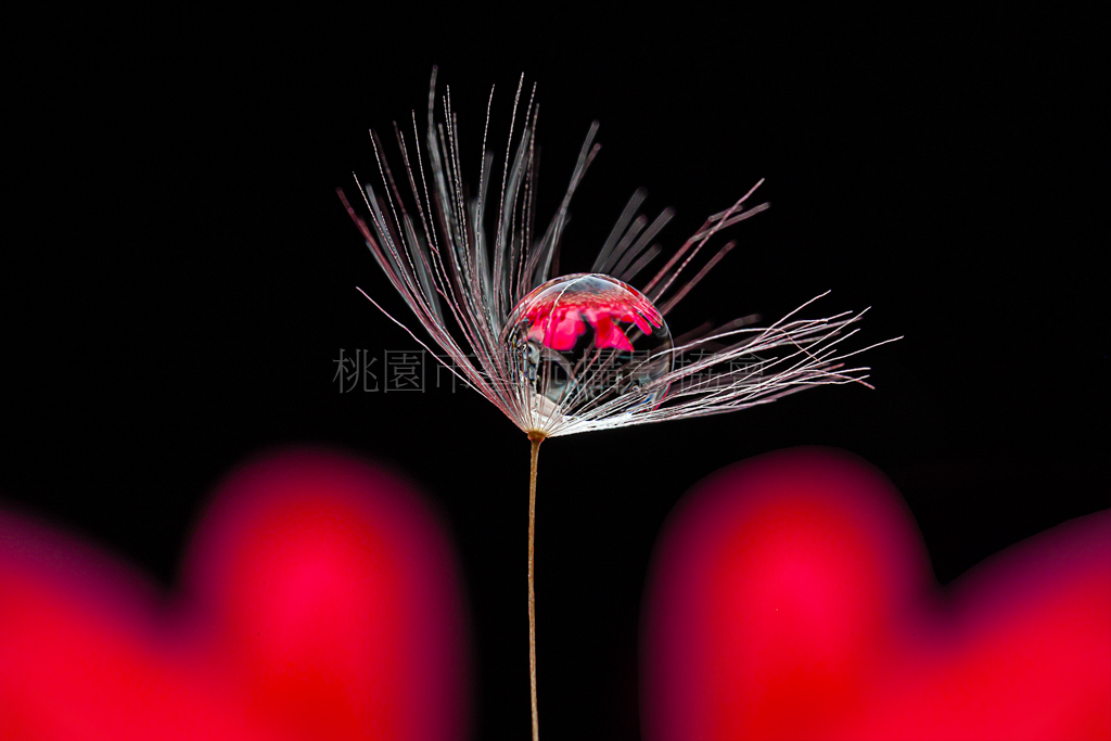 晶瑩花朵