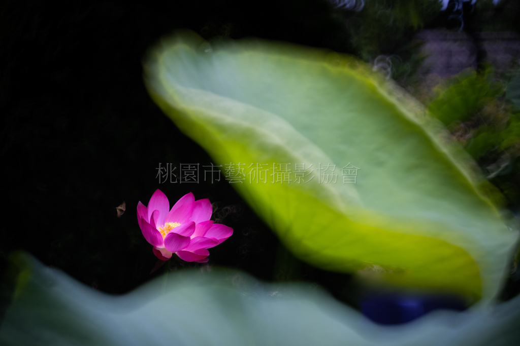 蓮花飄香
