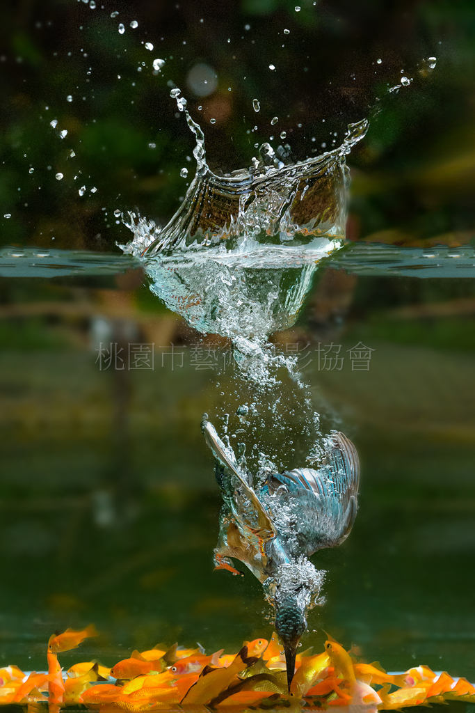 翠鳥跳水