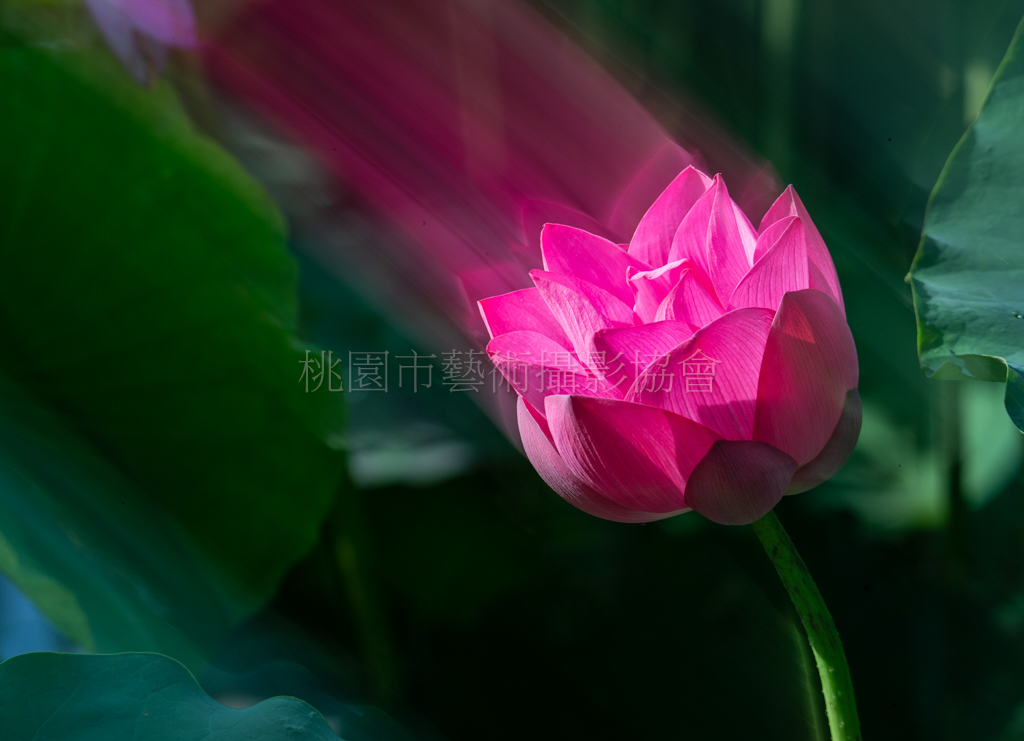 年華飛逝