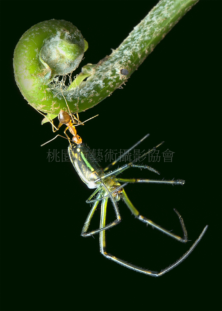 一懸拼命