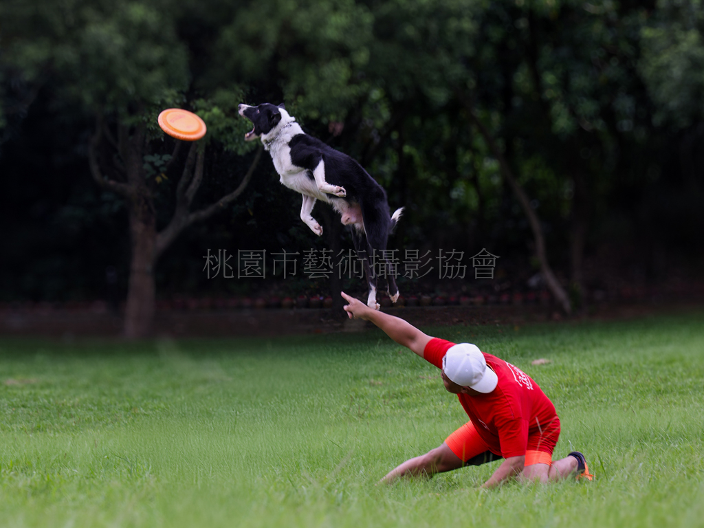 飛盤狗