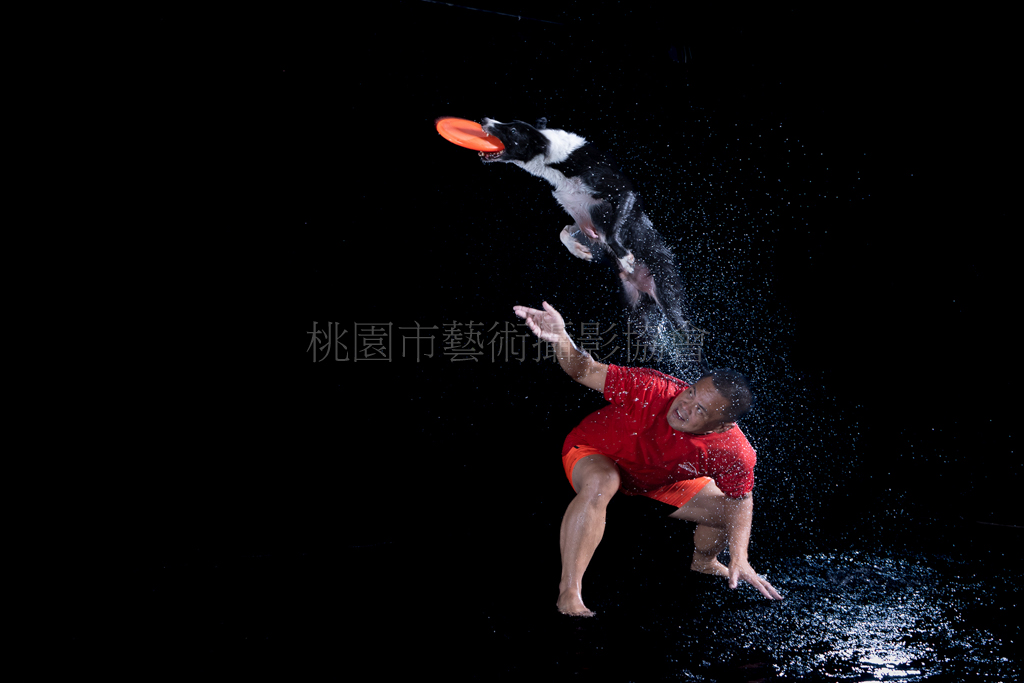 飛盤狗