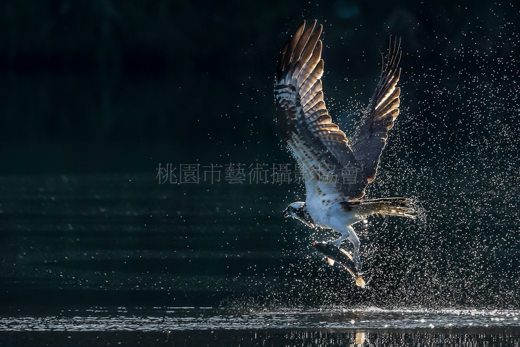魚鷹