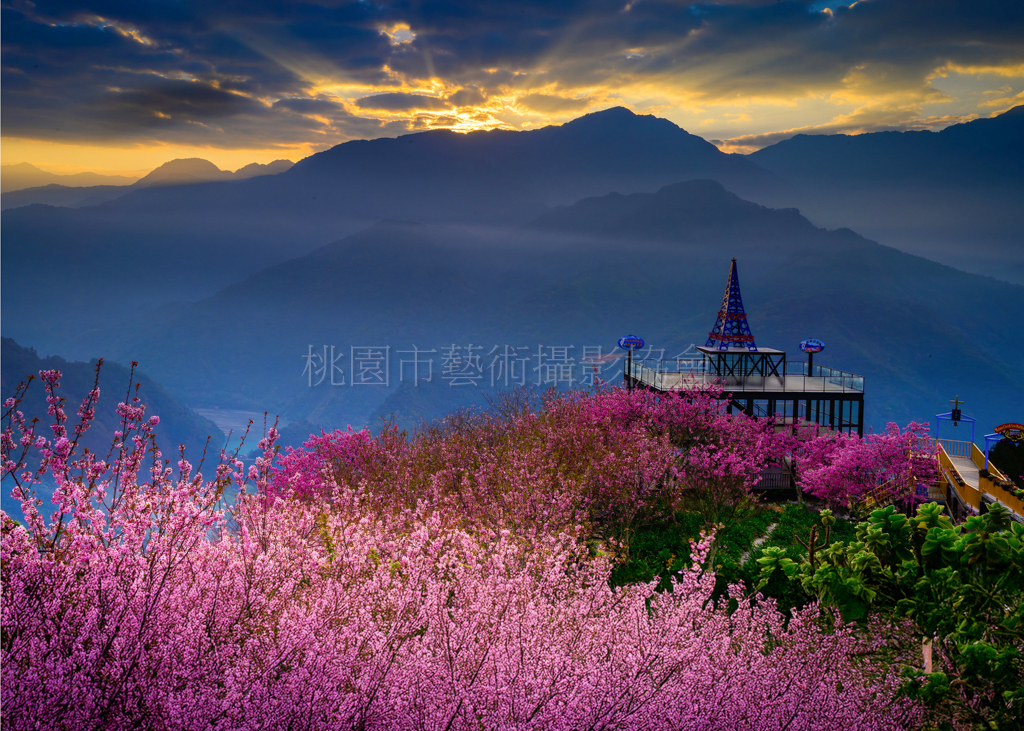 櫻花