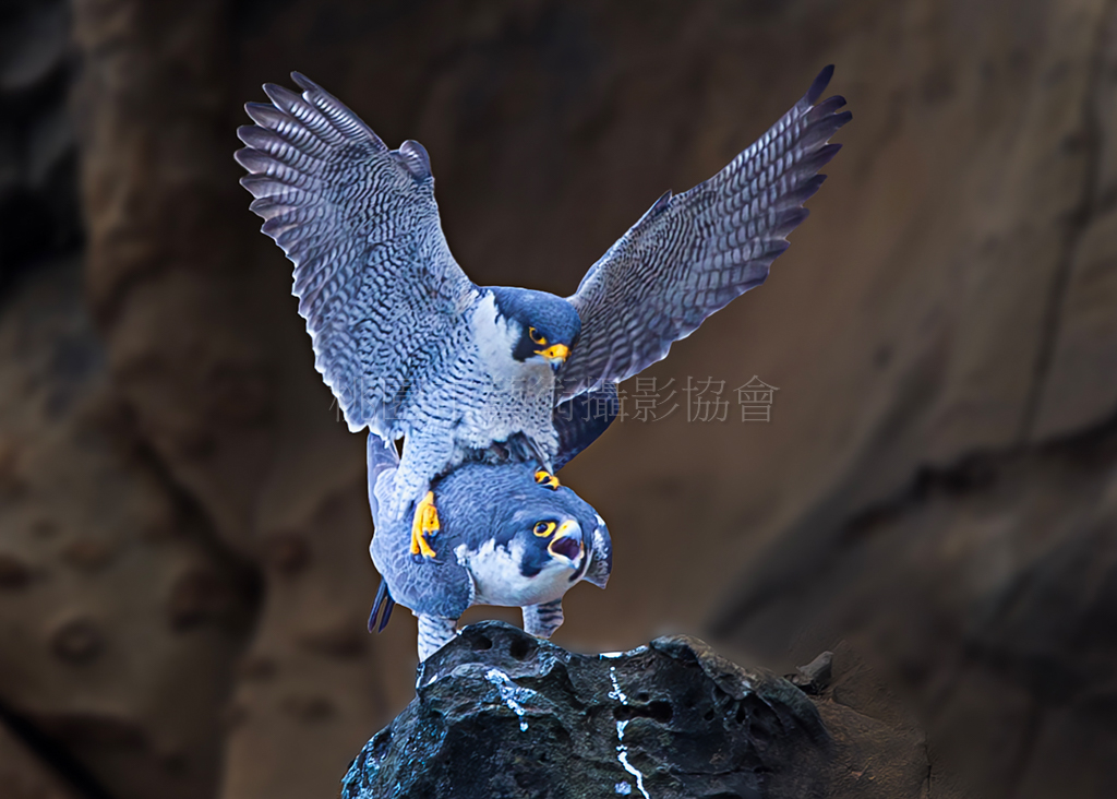 遊隼愛愛