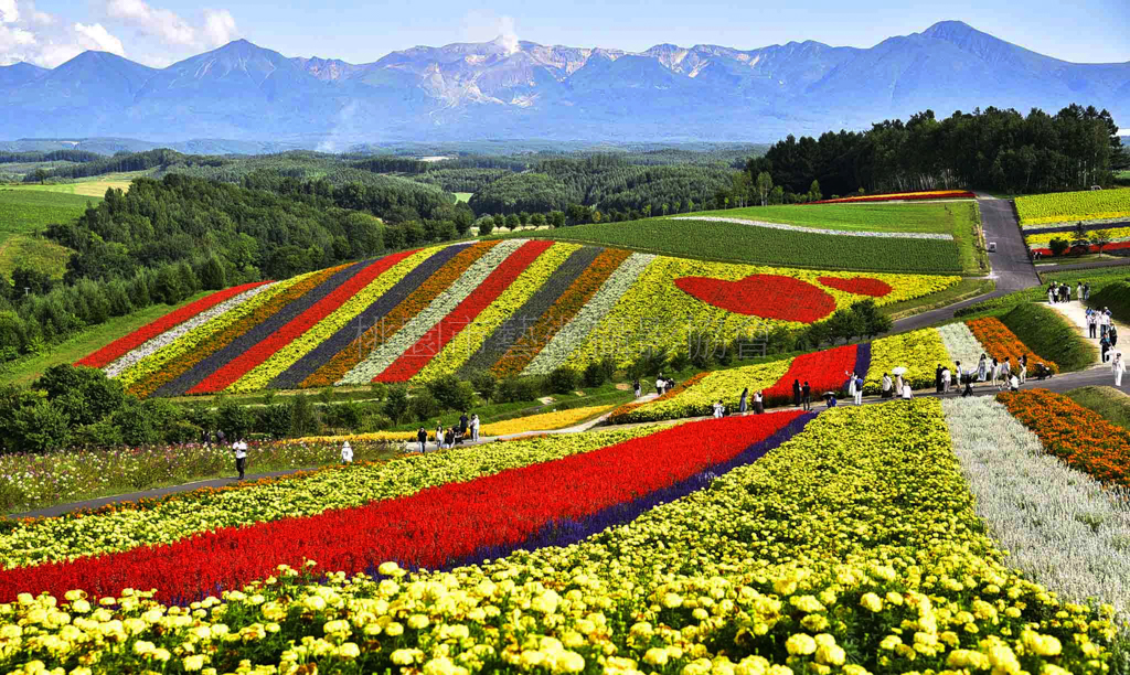 賞花海