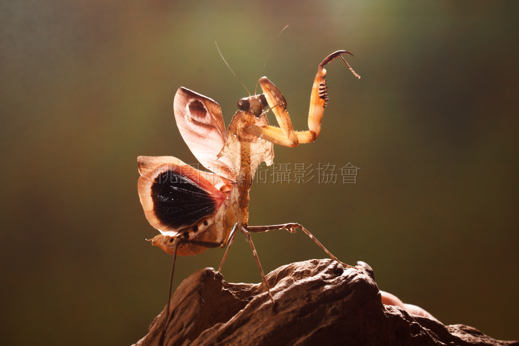 螳螂1