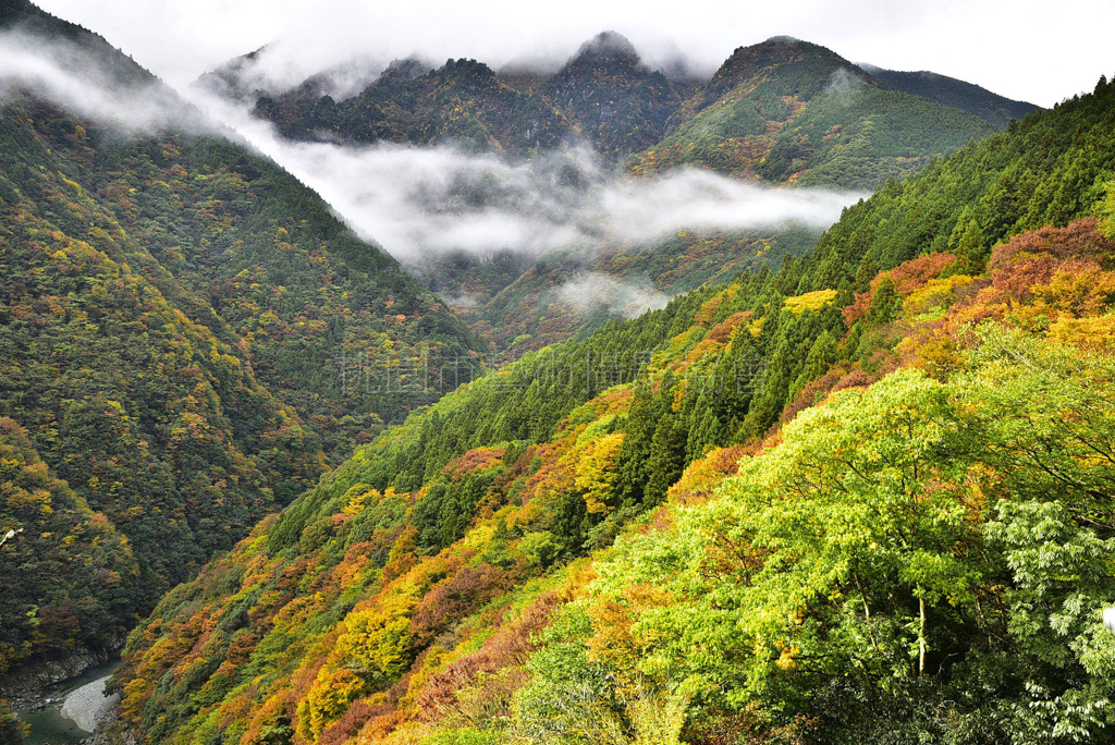 小雨楓情