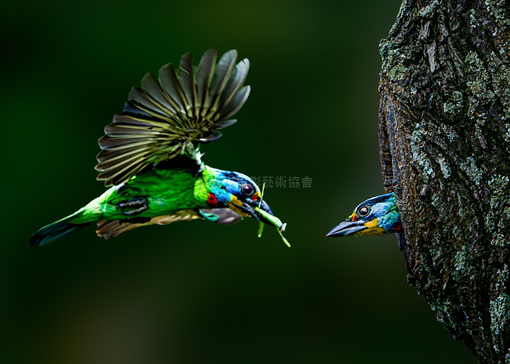 大溪五色鳥