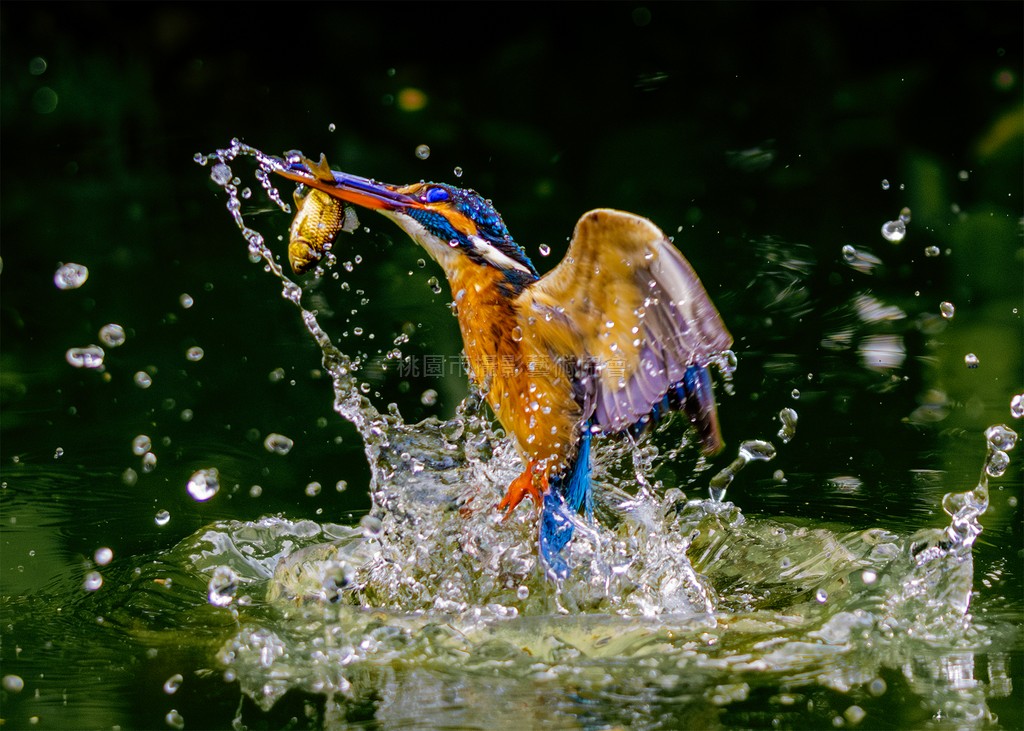 翠鳥捕魚