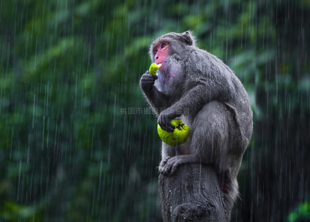 雨中沉思